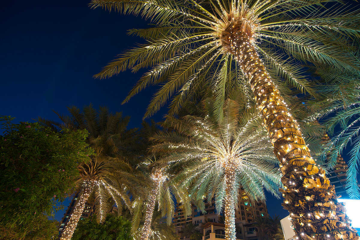 Christmas Decoration Background Palm Tree Outdoor In Summer Night