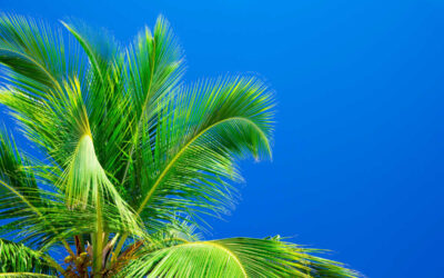 Major Repairs: Trust EDS Pros for Florida’s Brutal Climate