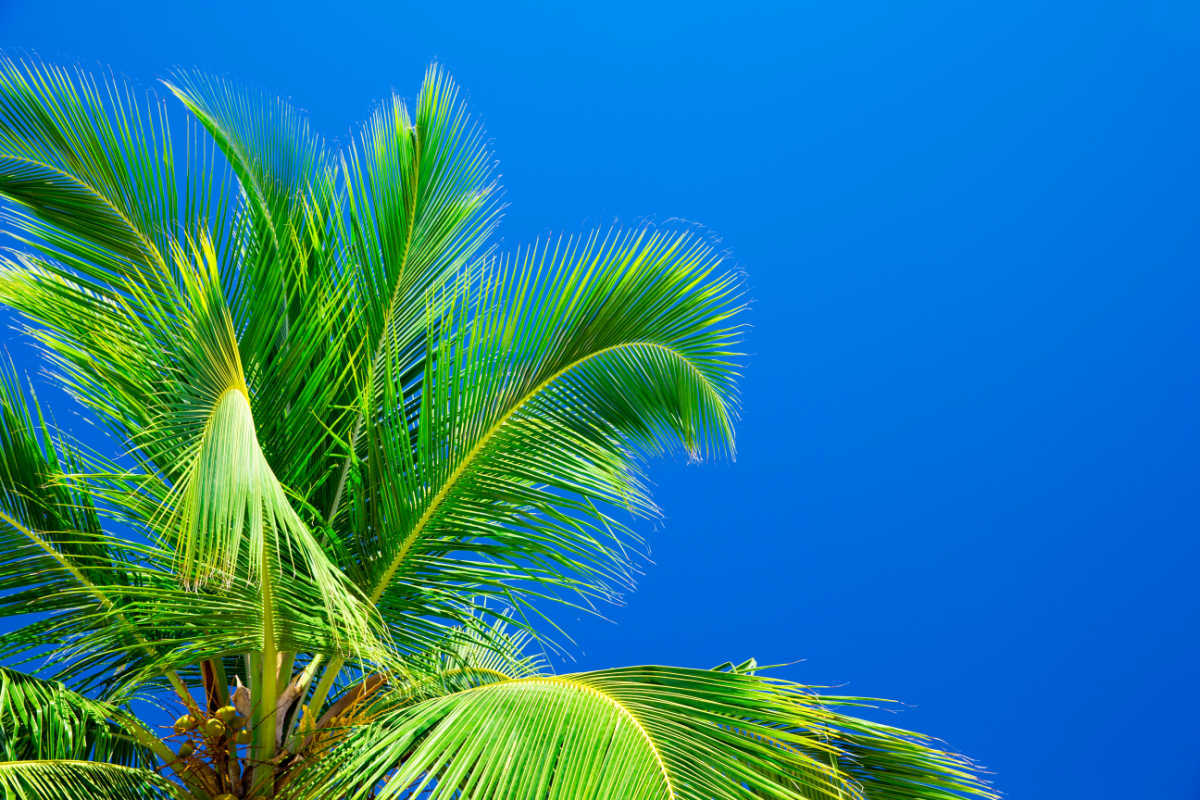 Palm Trees Against Blue Sky